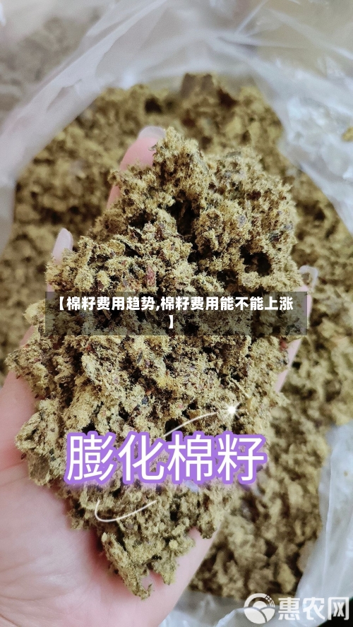 【棉籽费用趋势,棉籽费用能不能上涨】