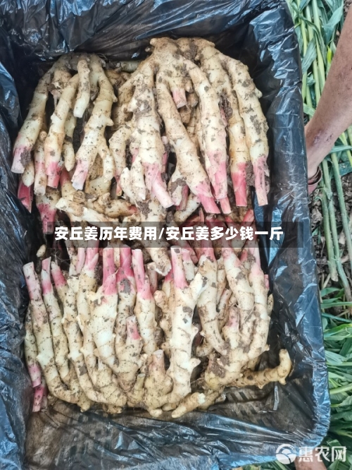 安丘姜历年费用/安丘姜多少钱一斤-第2张图片