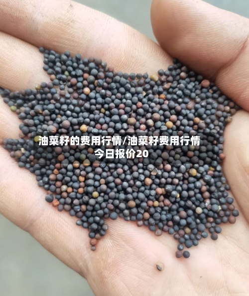 油菜籽的费用行情/油菜籽费用行情今日报价20