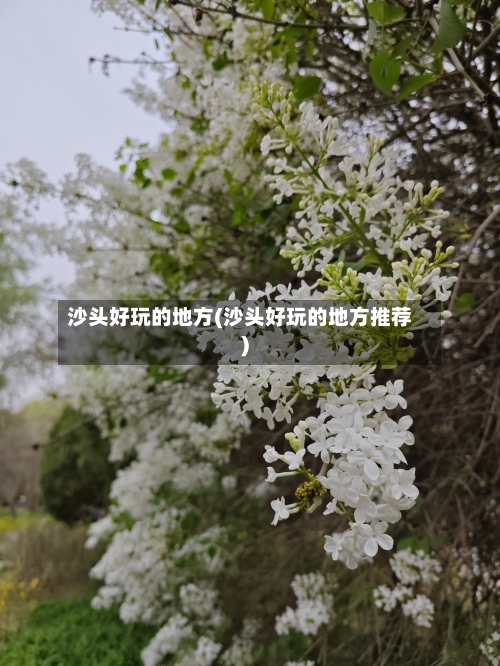 沙头好玩的地方(沙头好玩的地方推荐)-第2张图片