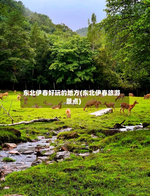 东北伊春好玩的地方(东北伊春旅游景点)