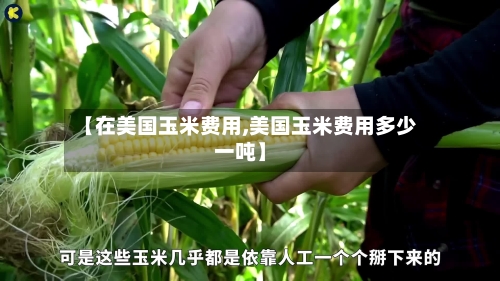 【在美国玉米费用,美国玉米费用多少一吨】-第2张图片