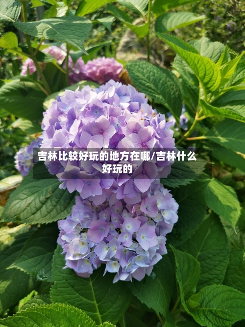 吉林比较好玩的地方在哪/吉林什么好玩的-第2张图片