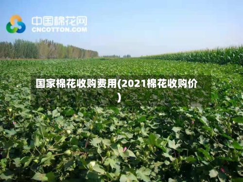 国家棉花收购费用(2021棉花收购价)-第2张图片
