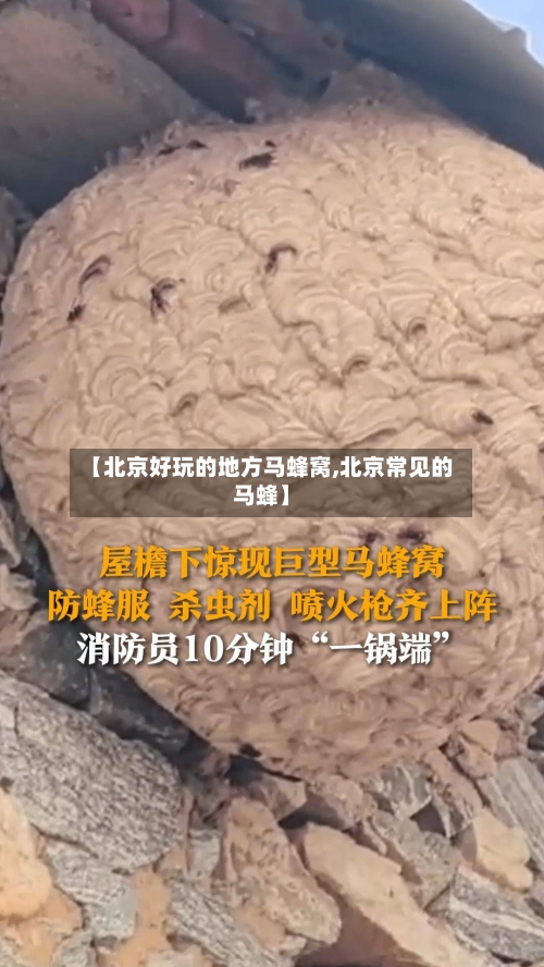 【北京好玩的地方马蜂窝,北京常见的马蜂】