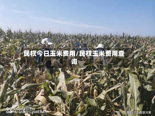 民权今日玉米费用/民权玉米费用查询