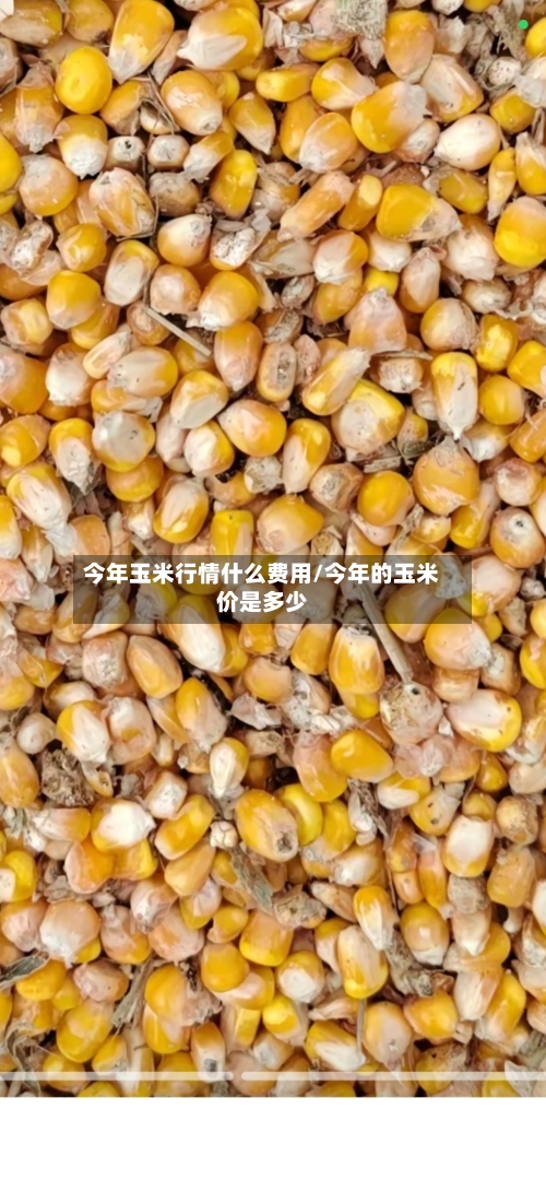 今年玉米行情什么费用/今年的玉米价是多少