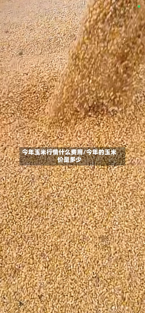 今年玉米行情什么费用/今年的玉米价是多少-第2张图片