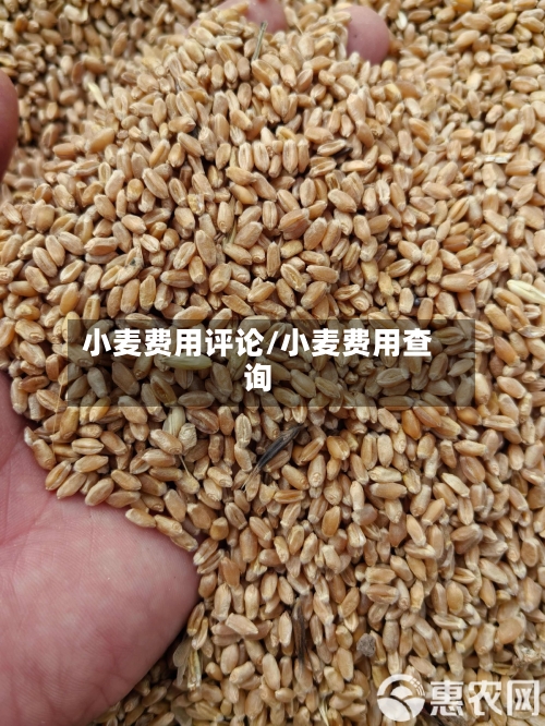 小麦费用评论/小麦费用查询