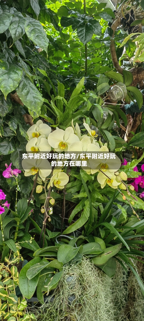 东平附近好玩的地方/东平附近好玩的地方在哪里