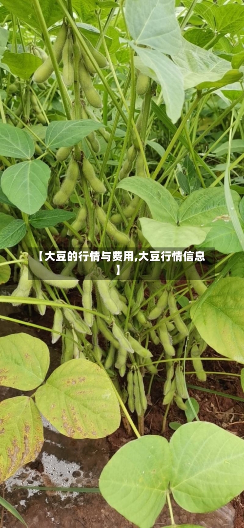 【大豆的行情与费用,大豆行情信息】-第2张图片