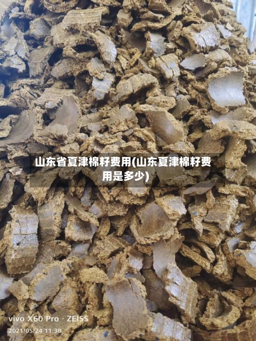 山东省夏津棉籽费用(山东夏津棉籽费用是多少)