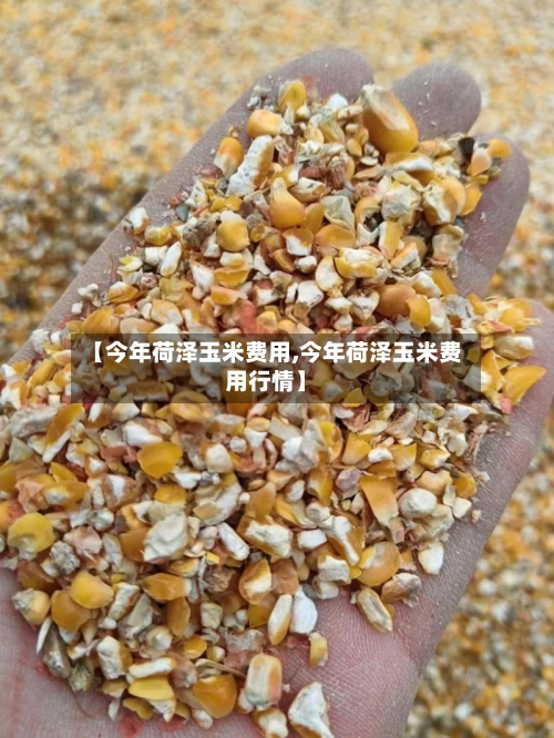 【今年荷泽玉米费用,今年荷泽玉米费用行情】