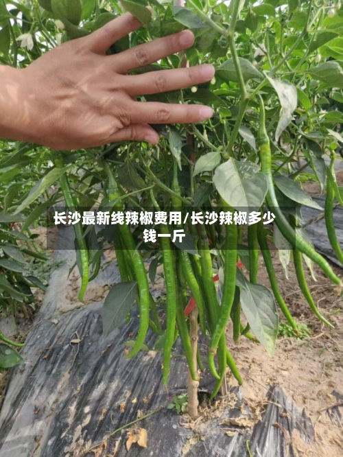 长沙最新线辣椒费用/长沙辣椒多少钱一斤-第2张图片