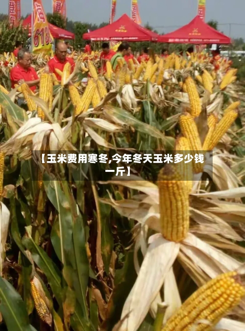 【玉米费用寒冬,今年冬天玉米多少钱一斤】-第2张图片