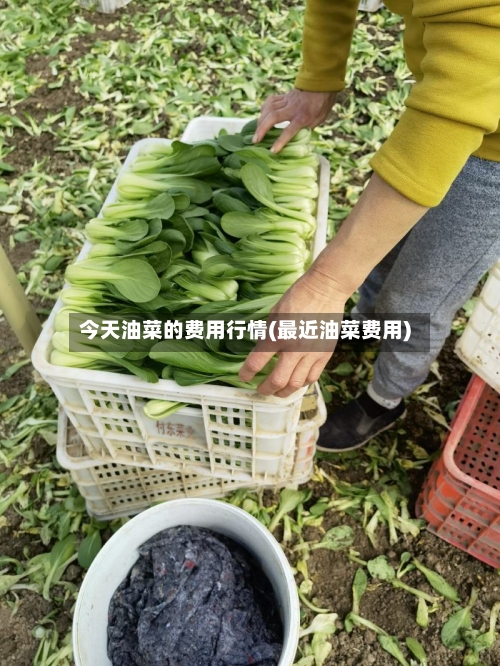 今天油菜的费用行情(最近油菜费用)-第1张图片