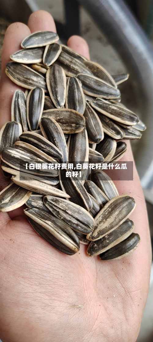 【白银葵花籽费用,白葵花籽是什么瓜的籽】