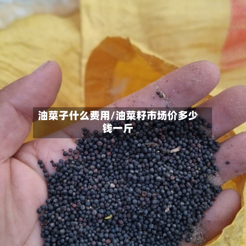 油菜子什么费用/油菜籽市场价多少钱一斤