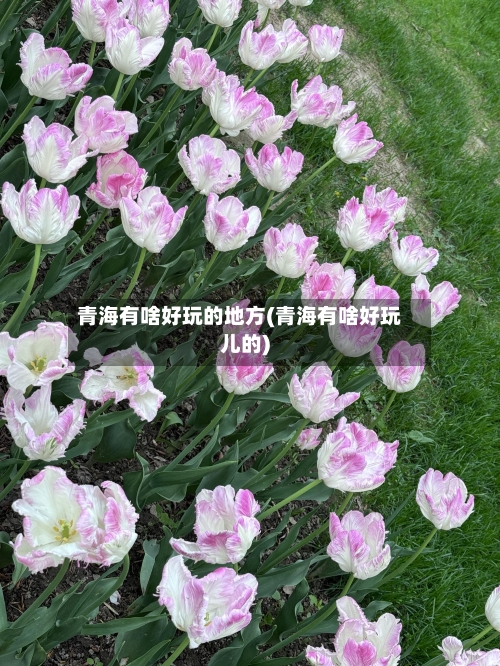青海有啥好玩的地方(青海有啥好玩儿的)-第2张图片